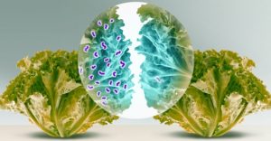 Salud Pública alerta sobre vegetales contaminados con bacteria Listeria