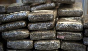 NUEVA YORK: Policía ocupa alijo marihuana valorado más US$1 MM NUEVA YORK: Policía ocupa alijo marihuana valorado más US$1 MM