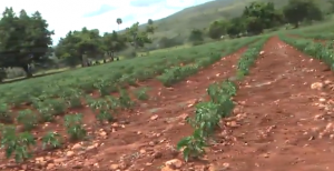 Denuncian proyecto se pierde por falta de electrobombas Denuncian proyecto se pierde por falta de electrobombas