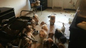 Policías encuentran 33 perros maltratados en departamento