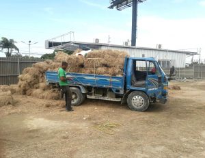 Sequía impacta zonas dominicanas; el Gobierno auxilia productores