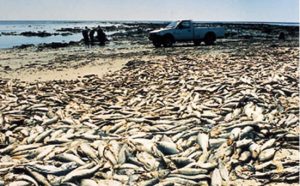 FLORIDA: Marea roja deja miles de peces muertos en playas suroeste