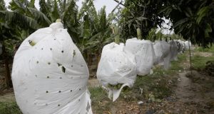 Bananeros reutilizarán plásticos usados en la producción