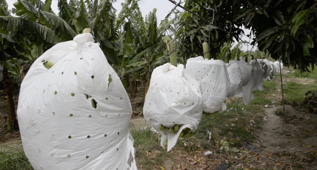 Bananeros reutilizarán plásticos usados en la producción imagen