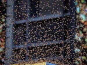 Enjambre de abejas invade Times Square Enjambre de abejas invade Times Square