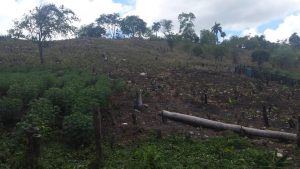 P.PLATA: Comunitarios denuncian escandalosa deforestación cordillera