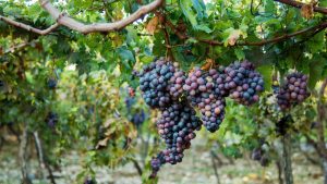 NEIBA: Entidad denuncia contubernio con intermediarios de la uva