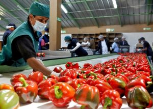 OCOA: Gobierno ha invertido $4 mil 404 millones en producción