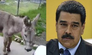 CARACAS: Acusan de “instigación al odio” a bomberos por video burro