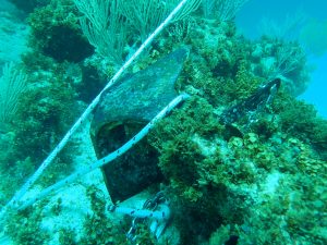 Asociación de Acuáticas del Este invierte en jardinería de corales en Bávaro