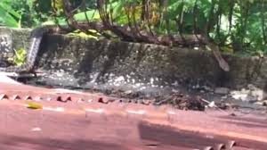 HAINA: Ministerio Medio Ambiente asegura que boa avistada no es dañina