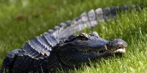 NUEVA JERSEY: Policía alerta sobre un caimán que anda suelto