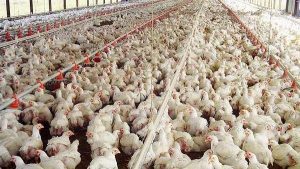 Productores dicen falta planificación provoca una sobreproducción avícola