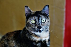 «Gatos policías» tras las ratas de Nueva York