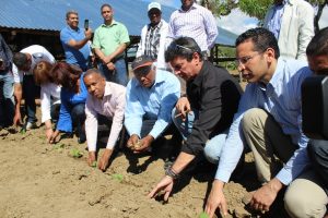 SANTIAGO: INTABACO anuncia inicio cosecha tabacalera  2018-2019