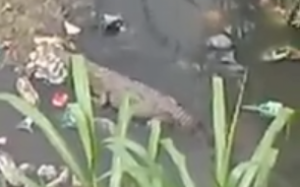 Preocupa un cocodrilo apareció en cañada de Sabana Perdida