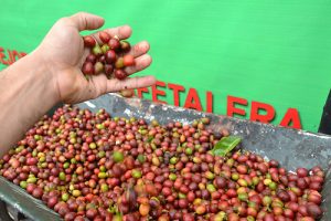 POLO: FESTICAFE será celebrado del 26 al 28 de octubre