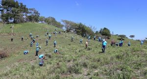 SANTIAGO: Empleados del Popular siembran más de seis mil árboles