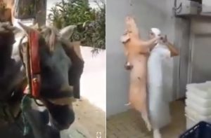 Buen humor de los dominicanos se ensancha en la Era Digital