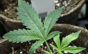 NUEVA JERSEY: Presentan plan para legalizar la marihuana