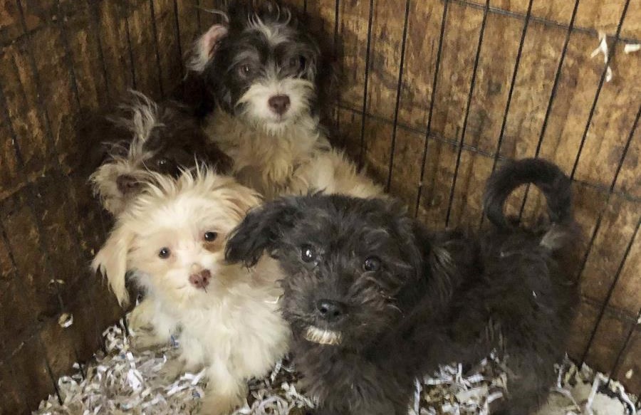 Una mujer tenía 44 perros muertos y 130 vivos en su casa en Nueva Jersey imagen