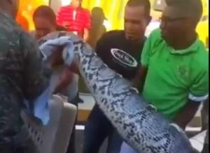 En un mes en RD han capturado dos serpientes y dos cocodrilos En un mes en RD han capturado dos serpientes y dos cocodrilos