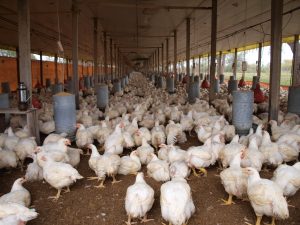 Osmar Benítez atribuye muerte de miles de pollos a falta de vacunación