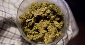 Nueva York busca legalizar marihuana recreativa en primeros días de 2019 Nueva York busca legalizar marihuana recreativa en primeros días de 2019