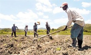 Dicen si continúan repatriaciones, desaparecería agricultura en SJM