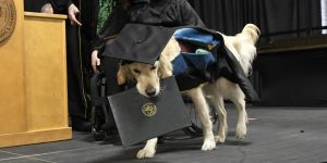 Perro recibirá diploma de maestría en universidad de NY Perro recibirá diploma de maestría en universidad de NY