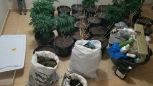 LA VEGA: Desmantelan un invernadero de marihuana