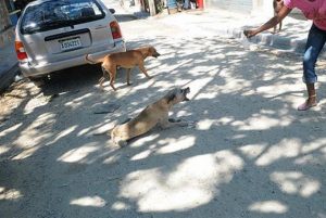 Autoridades sanitarias R.Dominicana evalúan casos los de rabia humana