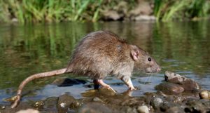 Se registra primera muerte del año por leptospirosis en República Dominicana