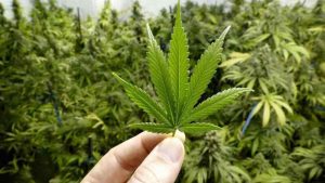 Responsable de Salud NY advierte sobre legalización de marihuana Responsable de Salud NY advierte sobre legalización de marihuana