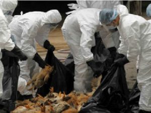 Sacrifican aves en R. Dominicana tras detectarse dos brotes de gripe aviar Sacrifican aves en R. Dominicana tras detectarse dos brotes de gripe aviar