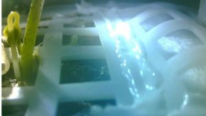 China consigue que brote la primera planta llevada a la cara oculta de la Luna China consigue que brote la primera planta llevada a la cara oculta de la Luna