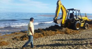 PUERTO PLATA: Tras denuncia de inoperancia inician de limpieza de algas marinas en playas de Cabarete