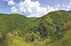 La superficie forestal de la R.Dominicana representa 43,6 % de todo el territorio