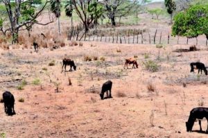 Senado aprueba resolución pide DM declare emergencia Noroeste por sequía Senado aprueba resolución pide DM declare emergencia Noroeste por sequía