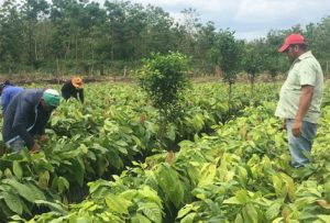 Fomentarán el cacao climáticamente inteligente en Centroamérica y RD