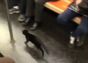 Gatos y mapaches invaden el metro de Nueva York