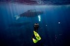 20 millones de espectadores viven experiencia ballenas jorobadas