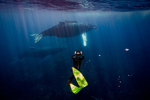 20 millones de espectadores viven experiencia ballenas jorobadas imagen