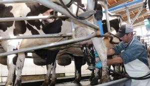 HIGUEY: Productores de leche afirman es insostenible crisis del sector en Este HIGUEY: Productores de leche afirman es insostenible crisis del sector en Este