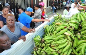 INESPRE venderá más de un millón de plátanos a 2.50 pesos en toda la RD