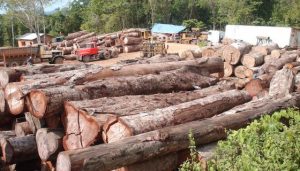Ministerio de Medio Ambiente suspende corte y transporte madera por sequía