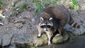 Nueva York alerta de la aparición de mapaches rabiosos en Manhattan