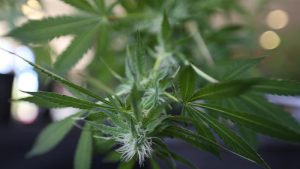 Conferencia Católica de Nueva York critica planes de legalizar la marihuana