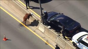 Caos en autopista NY por la aparición de una vaca