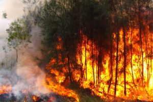Incendio forestal causa estragos en Nueva Jersey